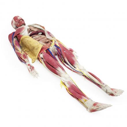 Anatomy Model